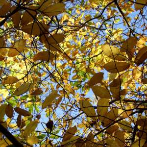 Sky with leaves
